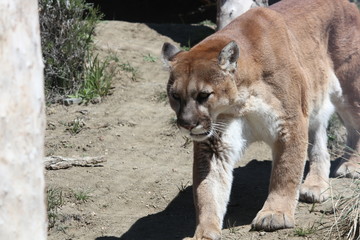 Naklejka premium lion