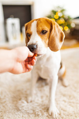 Portrait of purebred beagle dog sitting on floor and eating treat from hand.