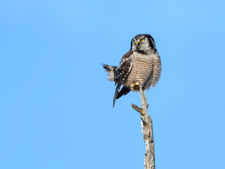 Northern Hawk Owl Perched on Top of the Snag in Winter