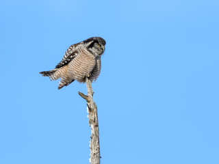 Northern Hawk Owl Resting on Snag on Blue Sky in Winter