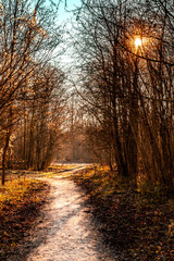 Walking in the forest in autumn