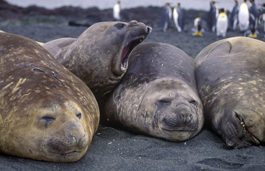  Elephant seals on Macquarie Island in the southern ocean south of Australia.