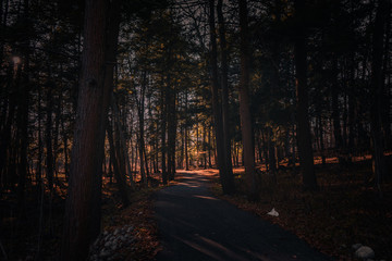 Obraz premium night in the park