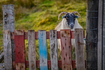 Scotland, Outer Hebrides, Lewis and Harris, Beautiful view of island, Scottish sheep in field