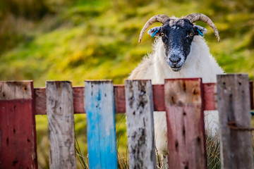 Scotland, Outer Hebrides, Lewis and Harris, Beautiful view of island, Scottish sheep in field