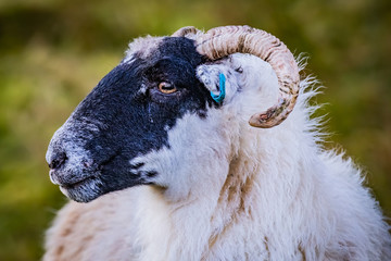 Scotland, Outer Hebrides, Lewis and Harris, Beautiful view of island, Scottish sheep in field