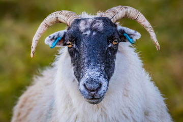 Scotland, Outer Hebrides, Lewis and Harris, Beautiful view of island, Scottish sheep in field