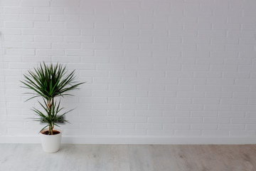 plant in the pot in the apartment vation with brick background