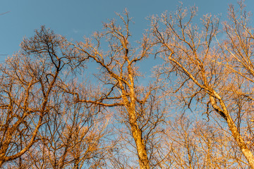 Fototapeta premium Walking in the forest in autumn