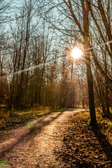 Fototapeta premium Walking in the forest in autumn