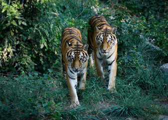 two tigers coming out of the forest