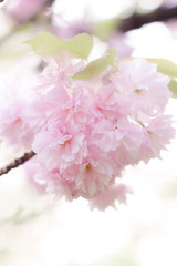 Sakura tree 