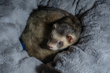 Albert sable ferret in bed