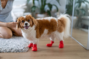 Dog in boots