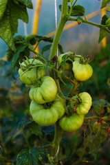 green tomato