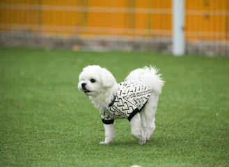 Happy puppies in a private playground