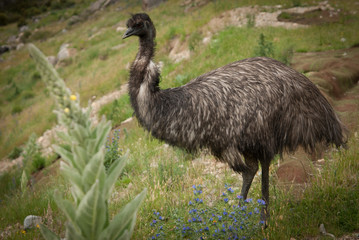 Wild emu near Snowy mountains highway in NSW, Australia 