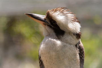Australian laughing kookaburra - bird closeup with geometrically blurred background