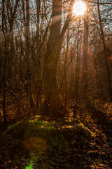 Naklejka premium Walking in the forest in autumn