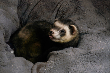 Albert sable ferret in bed
