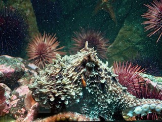 Giant Pacific Octopus
