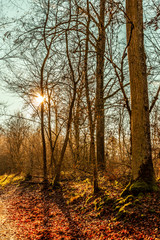 Fototapeta premium Walking in the forest in autumn