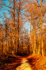 Walking in the forest in autumn
