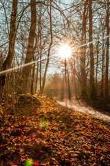 Walking in the forest in autumn