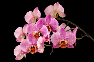 Obraz na płótnie Canvas Moth Orchids