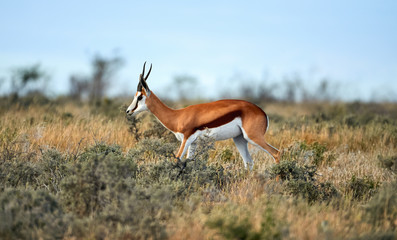 Adult male springbok walking in the savannah.