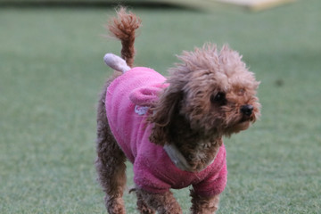 Happy puppies in a private playground