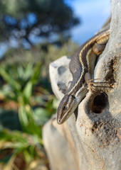 Algerian sand racer lizard Psammodromus algirus lagartija colilarga