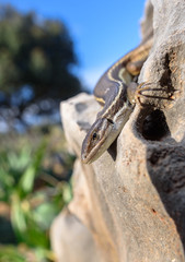 Algerian sand racer lizard Psammodromus algirus lagartija colilarga