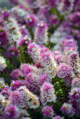 Pink, white, cream and purple flowers of the Western Australian native Spiked Featherflower, Verticordia spicata, family Myrtaceae. Endemic to Geraldton Sandplains region, South-West province of WA