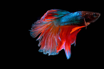 The Photo of Beautiful moving moment  of Siamese fighting fish Red Blue Orange Half Moon Betta Splendens  in Thailand on Black Background.