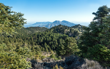 Fototapeta na wymiar Pinsapos in sierra de las nieves mountains in Málaga