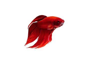Moving moment of red Vailtail Siamese fighting fish or Betta splendens isolated on White background