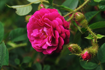 Charm rose