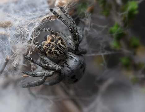 Eresidae spider Stegodyphus ara&ntilde;a in M&aacute;laga