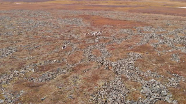 A herd of reindeer runs along the tundra. Video shot on a quadrocopter.