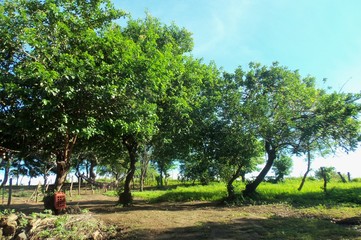 Nicaraugan Trees