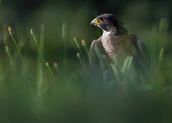 Peregrine falcon halcón peregrino Falco peregrinus portrait