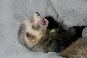 Albert sable ferret in bed