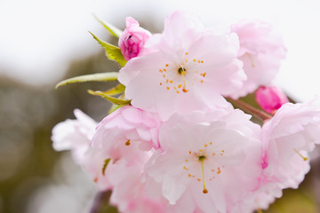 都城観音池公園の八重桜