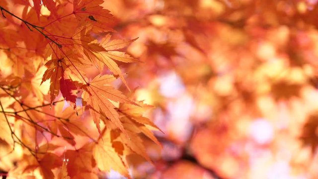 日本の秋の紅葉