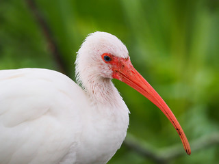 Florida White Ibis Bird Close-up