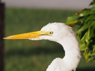 White Florida Egret bird