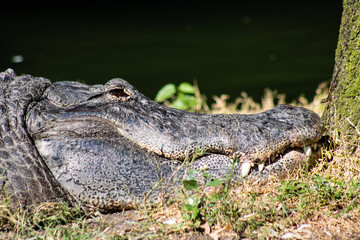 American alligator