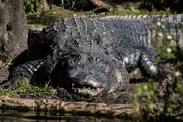 American alligator