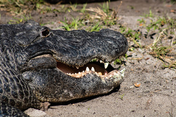 American alligator
